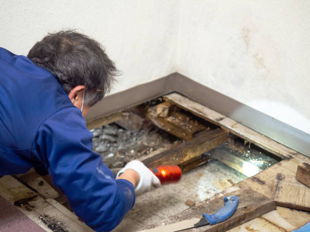 Best Office Mold Removal Services  in Sallisaw, OK