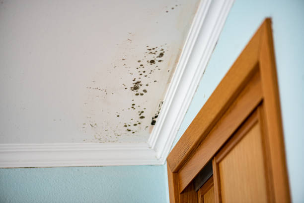Best Mold Remediation  in Sallisaw, OK