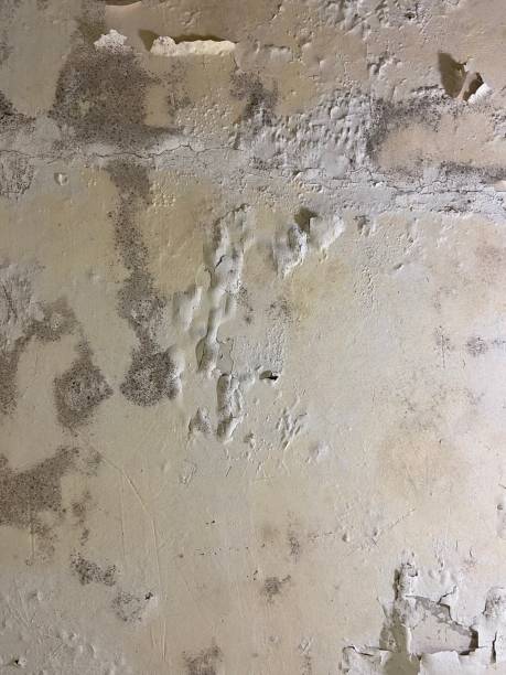 Best Crawl Space Mold Removal  in Sallisaw, OK