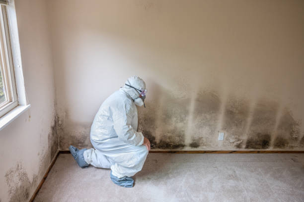 Best Local Mold Removal Service  in Sallisaw, OK