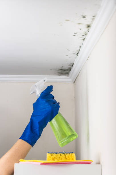 Certified Mold Removal in Sallisaw, OK